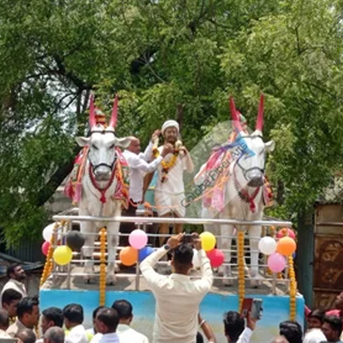 Bull Ox Khillari Bail Statue - Application: Exterior Decor