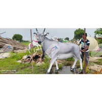 Fiber Nilgui Animal Statue