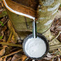 Rubber Tree Latex - Shape: Liquid