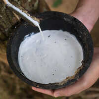 Sustainable Natural Latex