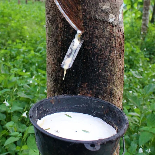 Natural Rubber Latex - Shape: Liquid