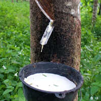 Natural Rubber Latex