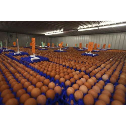 Egg Cold Storage Room - Application: Industrial