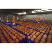 Egg Cold Storage Room - Application: Industrial