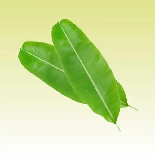 Fresh Banana Leaf - Color: Green