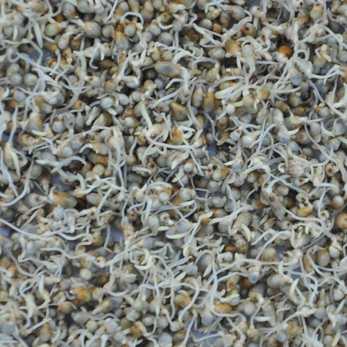 Dehydrated Bajra Pearl Millet Sprouts