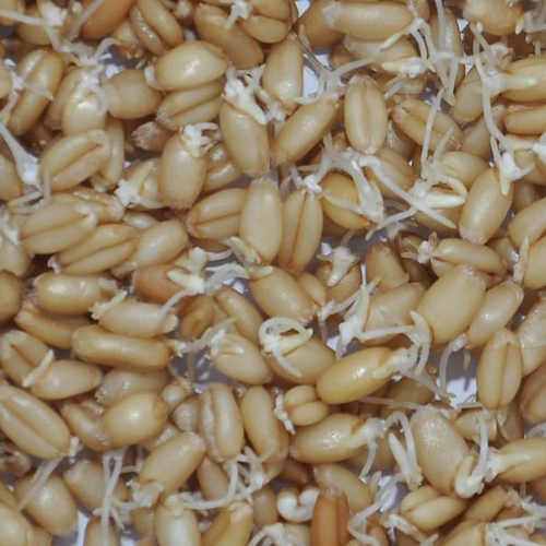 Dehydrated Wheat Sprout - Shape: Granule