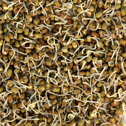 Dehydrated Moong Greengram Sprouts