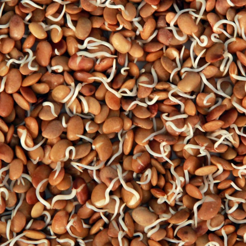 Dehydrated Horsegram Sprouts - Shape: Granule