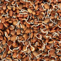 Dehydrated Horsegram Sprouts