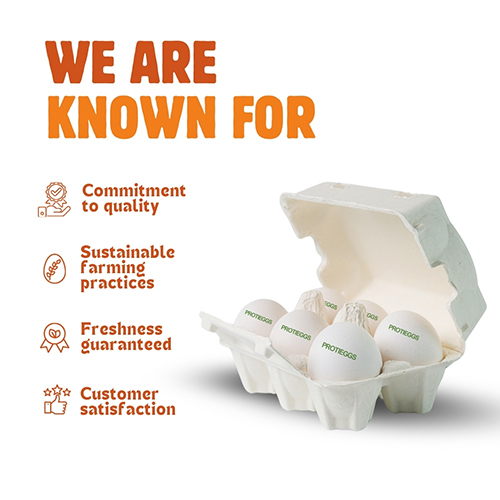 Poultry Fresh White Eggs - Egg Origin: Chicken