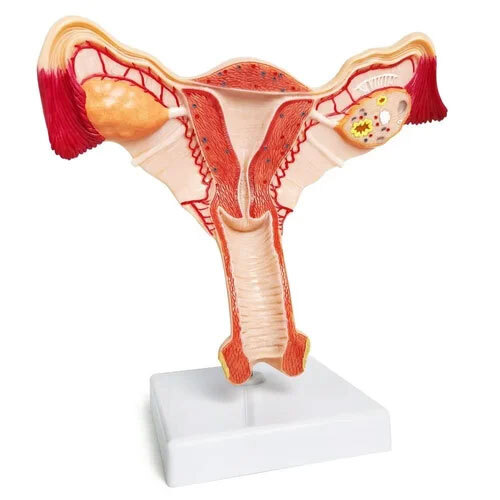 PVC Ovary Model