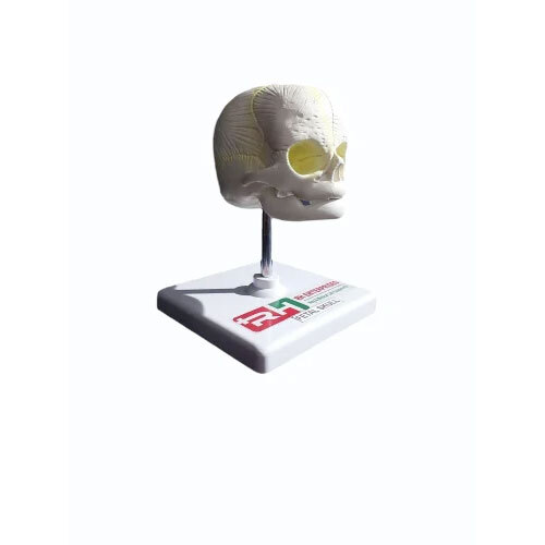 Human Skull Model