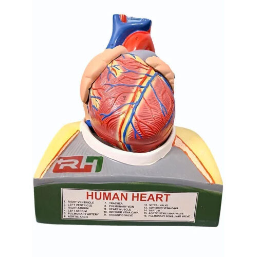Jumbo Heart Imported - Material: Pvc