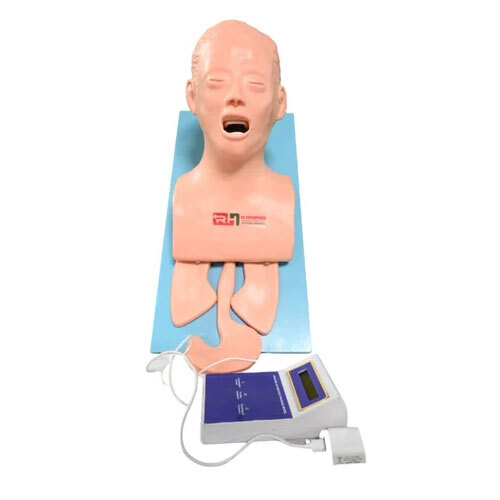 Trachea Intubation Model