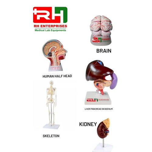 Human Body Anatomical Models