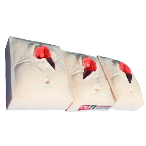 Vulva Suturing Models - PVC Material, New Medical Equipment | Portable Design for Easy Use