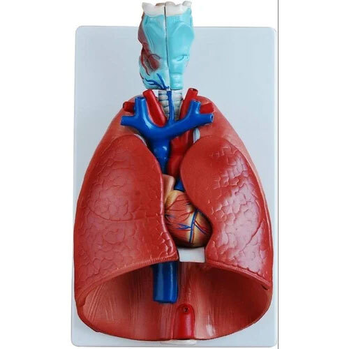 Lungs With heart Detachable part Model Supplier in india