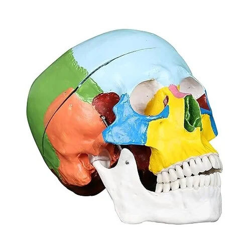 Adult Skull Coloured Life Size