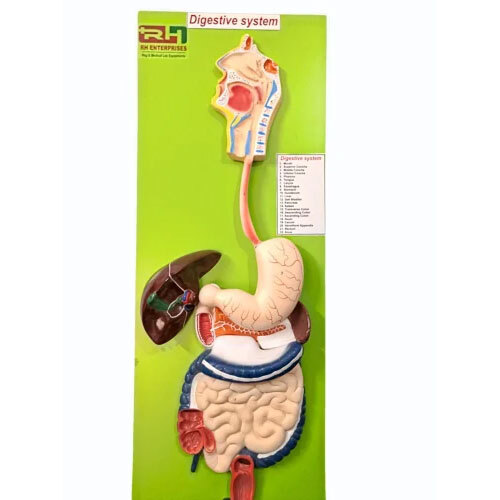 Digestive System Model