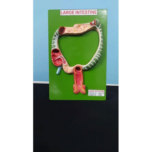 Large Intestine Model - Material: Pvc