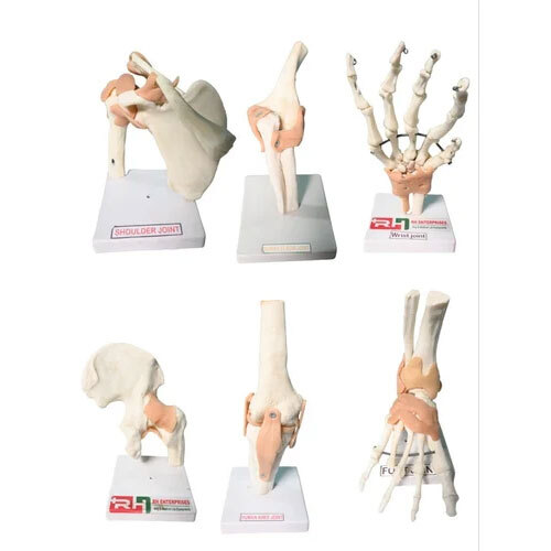 Human Joints Models Imported