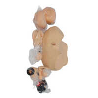 Gynecological Training Simulator - Color: Skin