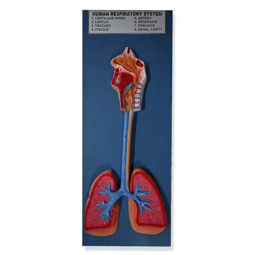 Respiratory System Model