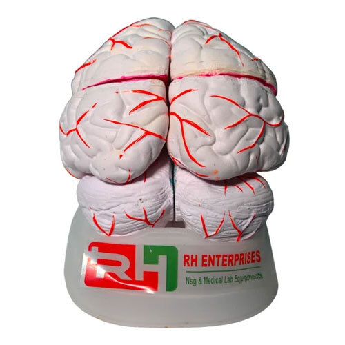 Human Brain Model - Material: Pvc