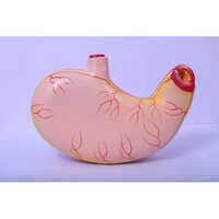 Human Stomach Model - Pvc Material, New Condition, Portable Design | Pink Color, Ideal For Laboratory Use