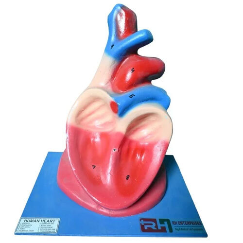 Jumbo heart Model