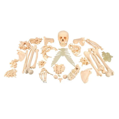 Disarticulated Human Skel-Eton Imported ( 200 Bones ) - Material: Pvc