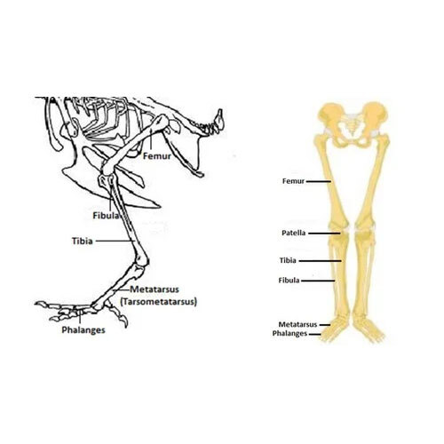 Chicken Skeleton Chart