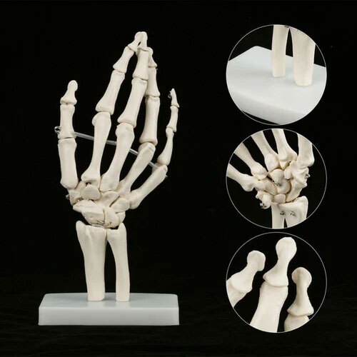 Human joints Model