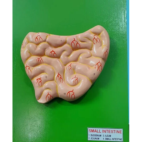 Small Intestine Model