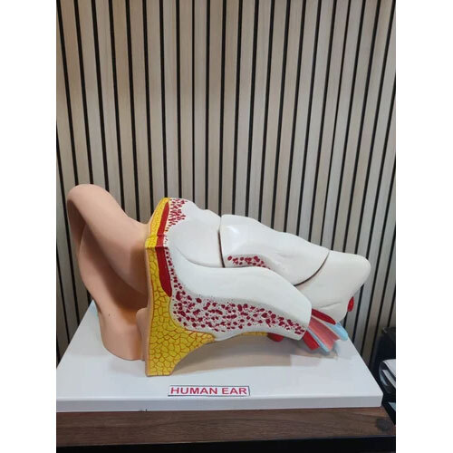Magnetic Ear Model - Application: For Laboratory Purpose