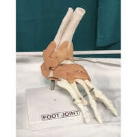 Human Ankle Joint Model - Material: Pvc