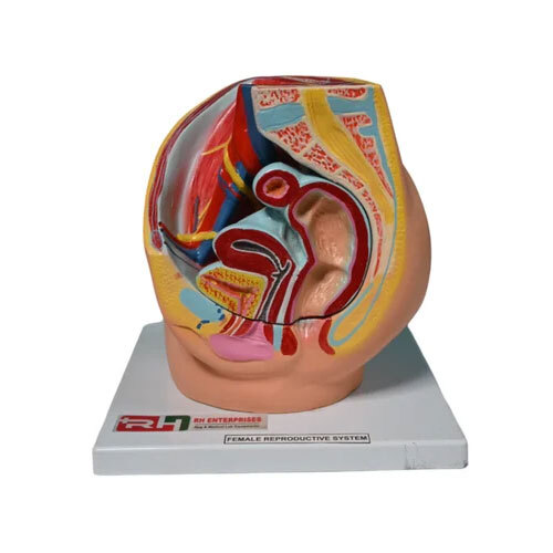 Female Reproductive System Model - Material: Pvc