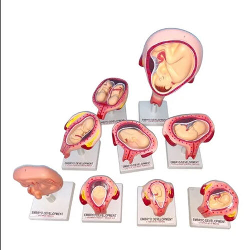 Embryo Set Improrted