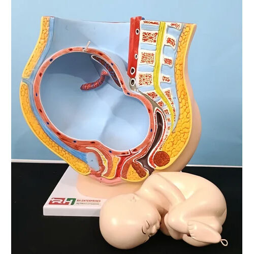 Pelvis Model With Baby Model - PVC, Portable Design for Laboratory Use | New Condition, 1 Year Warranty