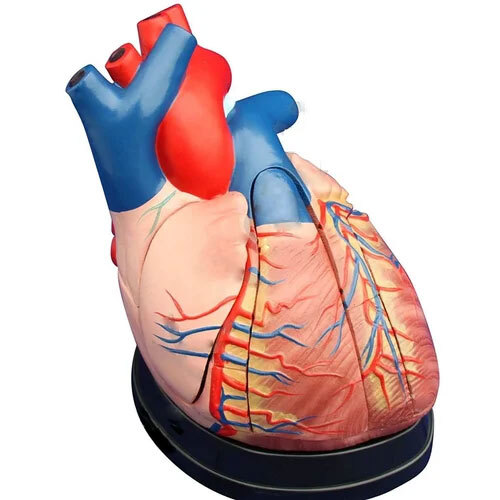 Jumbo Heart Model