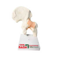 Human Hip Joint Model - Pvc Material, Bone Color | Suitable For All Age Groups, Educational Purpose, Plain Style
