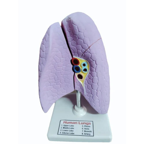 Human Lungs Model