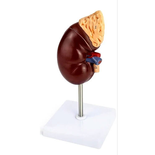 Human Kidney Model