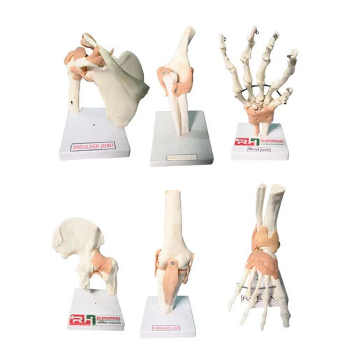 Human Skin Anatomical Models