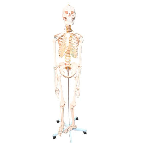 Human Skeleton 85cms Imported