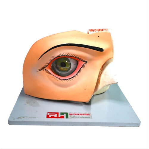 Human Eye Model