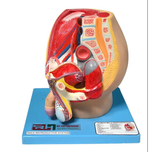 Male Urogenital System Model