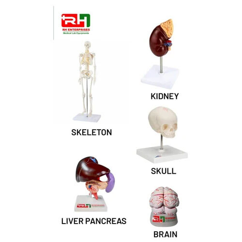 Human Anatomical Model