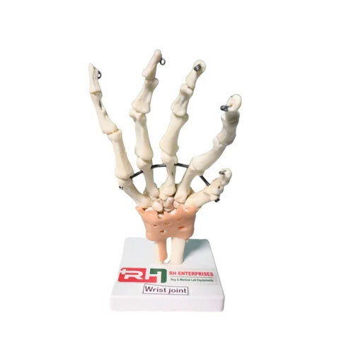 Human Wrist Joint Model